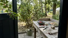 Johannisbeeren im Garten: Worauf es bei Standort, Schnitt und Wasser wirklich ankommt